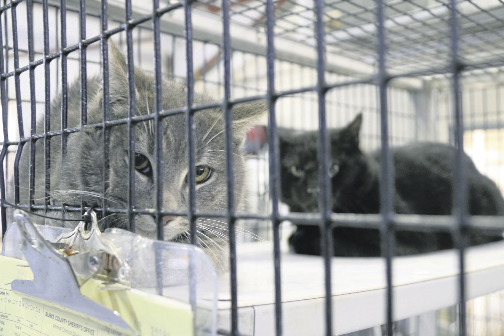 MNH_020319 Burke animal control 5.jpg